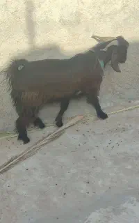 پازن..