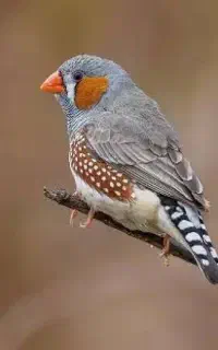 پرنده گم شده / پیدا شده