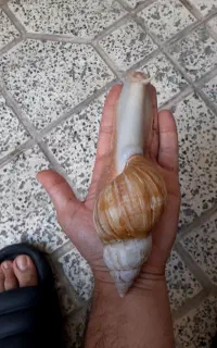 حلزون بهداشتی