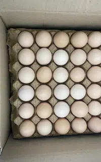تخم مرغ محلی ارگانیک طهماسبی