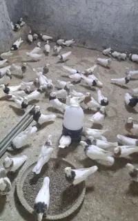 کبوتر طوقی