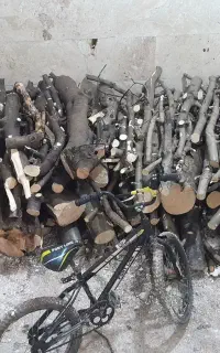 خریدار انواع درخت‌چوب وبیشه