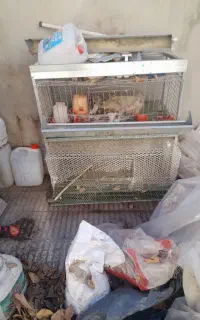 قفس مهندسی دوطبقه بلدرچین وکبک