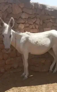 الاغ