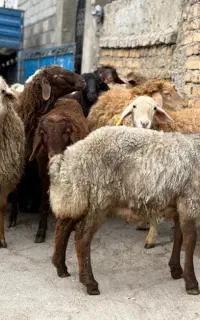 دام زنده برای عید تخفیف