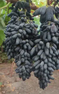 نهال ..درخت انگور موندراب