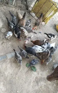 فروش مرغ محلی کوچک تا بزرک تخم گذار و برای کشتن