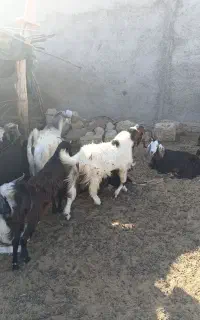 ۳۰عدد کهر نره چاق