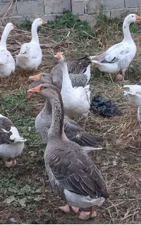 فروش غاز محلی ۵ ماهه