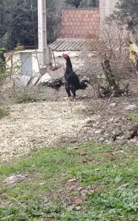 خروس لاری
