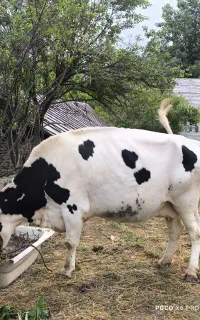 گاو هلشتاین قربانی
