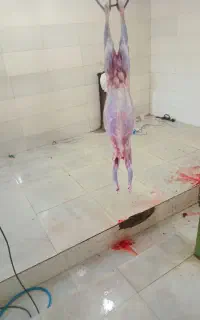 کهره داشتی گوشتی نزار بره داشتی گوشتی