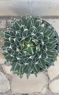 آگاو ویکتوریا