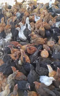 دو هزارتا جوجه گلپایگانی موجوده