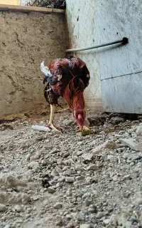 خروس لاری
