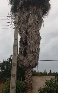 پالم واشنگتن