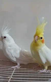 عروس هلندی ی