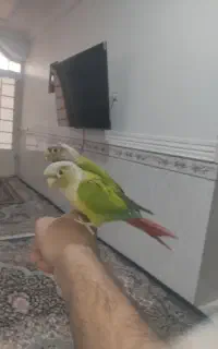جفت گرینچیک
