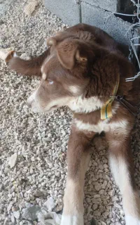 سگ نژاد هاسکی و دوبرمن سن ۱۰ ماه