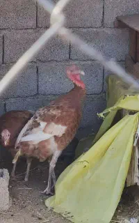 بوقلمون ماده