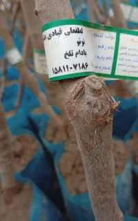 فروش نهال های پلاستیکی و پاکتی