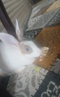 خرگوش