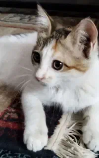 واگذاری رایگان بچه گربه