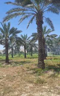 نخل ثمری تنه دار