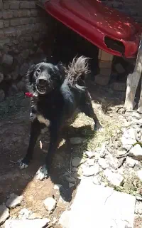 سگ نگهبان