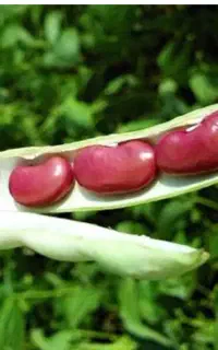 کاگر برای لوبیا چیدن