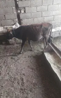 سه راس گوساله ماده شب چله