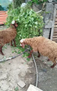 یک جفت گوسفند محلی