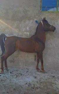 اسب کرد سواریدار