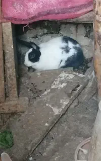 خرگوش