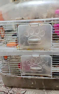 همستر با قفس