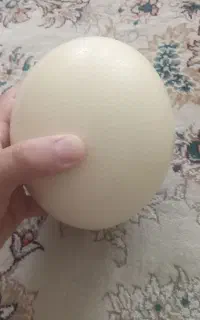 تخم شترمرغ خالی شده