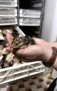 جوجه بوقلمون نژاد برنز