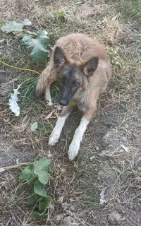 توله سگ ژرمن اصل