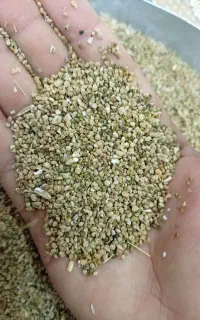 بذر شبدر درجه 1