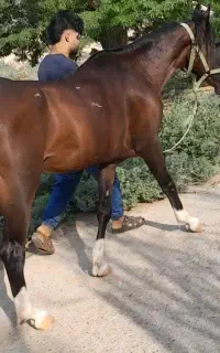 اسب عرب