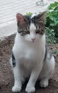 سه مرغ تخمگذار