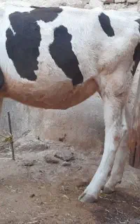 گوساله فروشی