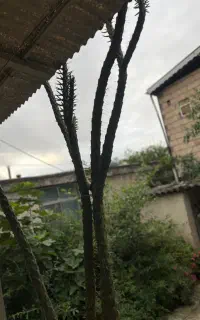 کاکتوس