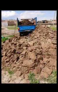 کود حیوانی گوسفند و گاو