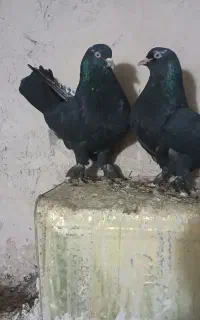 یک جفت سیاه نروماده