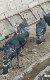 بوقلمون