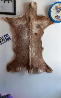 پوست بز