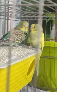 یک جفت مرغ عشق خوش رنگ