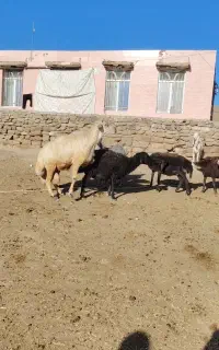 قوچ