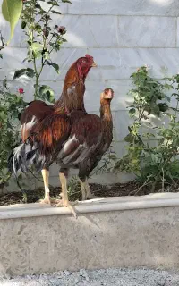 خروس لاری